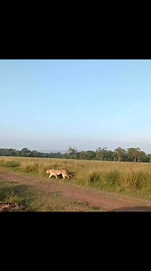 11K views · 307 reactions | Nice sighting of the Marsh Pride today. Oleku looked a little beaten and bruised - most likely he had some conflict with the Topi boys. Interestingly, Nzuri (M6) is hanging out with this group which indicates that he and Oleku are somewhat tolerating each other. This acceptance might buy Oleku some extra time with the pride. Video credit Elisha Kimtai. | The Marsh Pride of Lions | Facebook