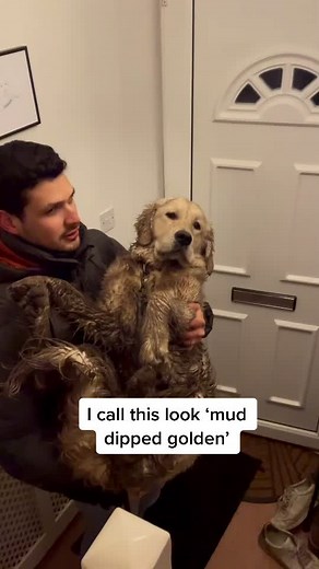 Golden Retriever Playing in Mud