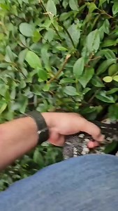 82 reactions · 9 comments | Diamond python in the display homes at Wongawilli | Illawarra Snake Catcher | Facebook