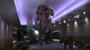 Sue the T. Rex gets new home at Field Museum