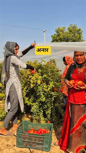 Famous pomegranates of the desert 😍 #pomegranate #fruits #fruit #desi #lifestyle #villagelife #sh...