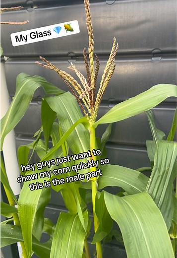 What do you think??? #corn #kitchengarden #fyp #gardeningtherapy #gardening101 #gardentok