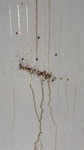 Bed Bug Infestation – Inspection & Treatment Plan