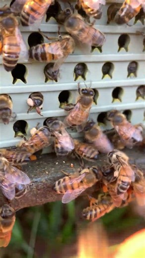 Satisfying Bee Pollen Collection 🐝💛 #Shorts