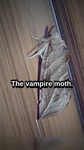 The moth that drinks blood 🧛 #shorts