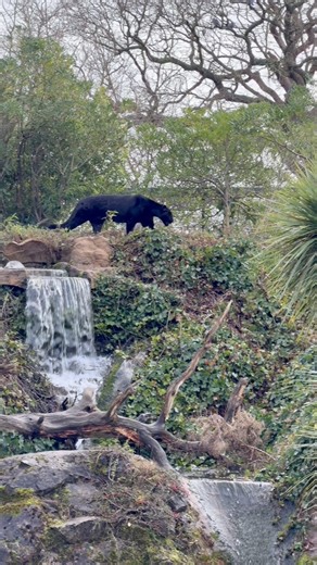 Meet The Jaguar 🐾 A powerful, muscular big cat known for its strength, stealth, and distinctive markings. Some jaguars are black in colour due to a natural genetic trait called melanism, which gives the coat its dark appearance. Even though some jaguars are black, they still have their rosette patterns, which can often be seen when the light catches their coat. Jaguars are incredibly strong for their size and have one of the most powerful bites of any big cat. ✨ Did you know? Jaguars love water