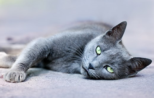 10 Rare Cat Breeds with Beautiful Blue Fur