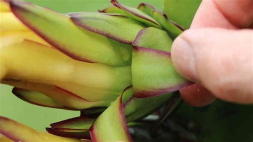 3 Tests to see if your dragon fruit flower was successfully pollinated