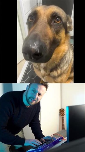 Dog crying song x Spaul