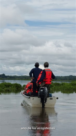 En el corazón del Valle del Magdalena Medio, en Colombia, cámaras y micrófonos solares con IA están ayudando a proteger la biodiversidad. La Fundación Biodiversa se convirtió en la primera en implementar el Project SPARROW de Microsoft, que comparte información sobre la vida silvestre en tiempo real, sin necesidad de largas expediciones remotas. 🔗 Conoce más aquí: http://msft.it/6189tgQoU | Microsoft