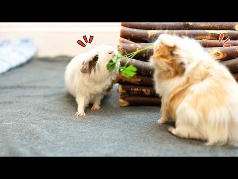 Ridiculous but Funny Guinea Pig Fighting Moments