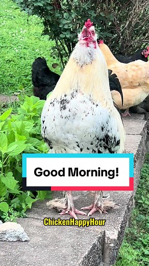Happy Hour with Chickens: Funny Animal Videos on TikTok