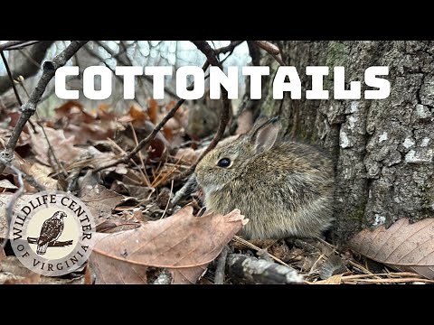 What to do if you find a baby cottontail rabbit
