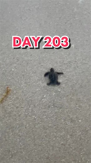 Baby Sea Turtle Beach Nesting Season in Miami
