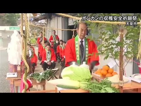 ポンカンの収穫の収穫安全祈願祭【熊本】