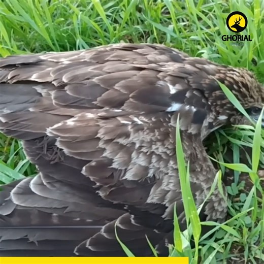 Golden Eagle Facts: Nesting And Habitats এর দৃষ্টি এতটাই তীক্ষ্ণ যে, এটি প্রায় ৩ কিলোমিটার দূর থেকেও একটি খরগোশকে স্পষ্ট দেখতে পায়, আর শিকারের সময় ঝাঁপিয়ে পড়ে এক জীবন্ত টর্পেডোর মতো, যার গতি ঘণ্টায় ৩২০ কিলোমিটারকেও ছাড়িয়ে যেতে পারে। এটি কেবল এক শক্তিশালী শিকারি পাখিই নয়, বরং বহু শতাব্দী ধরে মানব সংস্কৃতিতে শক্তি, সাহস এবং স্বাধীনতার এক জীবন্ত প্রতীক। বলছি গোল্ডেন ঈগল বা সোনালি ঈগলের কথা—আকাশের একচ্ছত্র সম্রাট। #GoldenEagle #AquilaChrysaetos #BirdsOfPrey #ApexPredator #Eagle #Conservatio