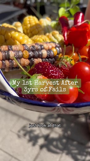My 1st Garden Harvest After 3yrs of Fails 🌱 \tI’ve been gardening for 3 years, and it wasn’t until this summer that I actually started to harvest fruit. The first two years brought me so many ups, downs, setbacks and failures…it made me realize and learn so much. \tAs a result, I finally started to see real fruit growing this summer. Now it may not be much…but I am so excited to share with you what I grew, so that you can do learn how to grow your own fruit at home - whether on a small, urban-s