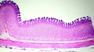 Gastric tissue section under the microscope (Stomach Sec.), Full HD