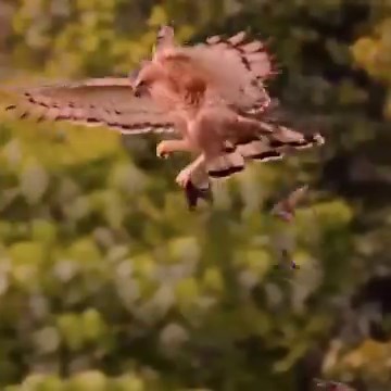 68K views · 1.5K reactions | Azor rojo (Erythrotriorchis radiatus)...