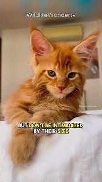 Meet the Majestic Maine Coon – The World’s Largest Cat Breed! 🐾