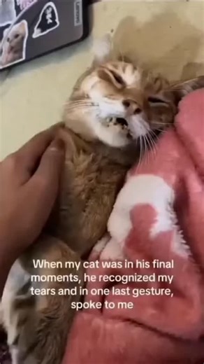 Paws Welfare Care on Instagram: "🔥 HE’S CRASHING — AND WE’RE BEGGING FOR HELP 💔 We don’t know if he’ll survive the night. His condition has gone downhill fast. We’ve done everything — meds, vet visits, fluids, care around the clock. But he’s still fading. And now, we’re at a terrifying crossroads: Either we get the funds to continue treatment — or we watch him slip away. We're not a big charity. We don't have reserves. We're just ordinary people who REFUSE to ignore suffering. But compassion i