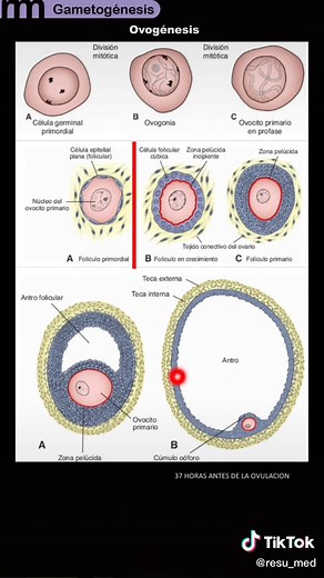 Gametogénesis y Ovogénesis en Embriología de Langman