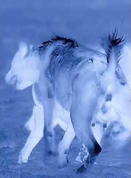 Smart Hyena Clan Outsmarts Lion Pride – Rare Thermal Night Footage