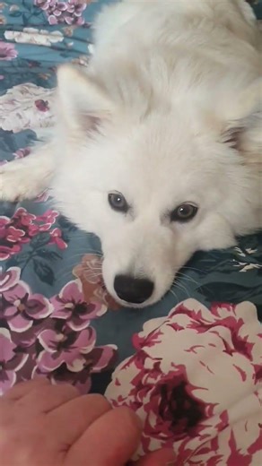 Do you like Me ?#shiro #puppy #fun #