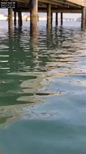 Unusual Water Level Drop Captured on Harbor Cam