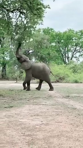 A Clever Elephant 🐘🧠 #SmartElephant #AnimalIntelligence #Nat… Xem thêm | Electron Oasis