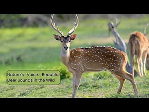 Nature’s Voice: Beautiful Deer Sounds in the Wild