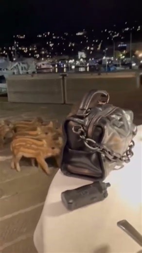 When the Wild Boar Enters the VIP Lounge Without an Invite… Who is the BOSS Now 😂