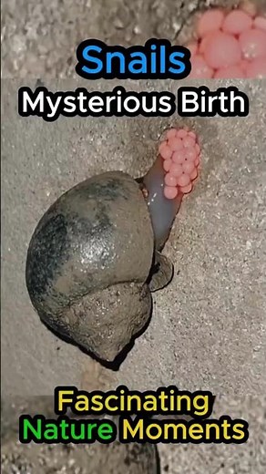 What Really Happens when Snails Lay Eggs | Fascinating Nature Moments