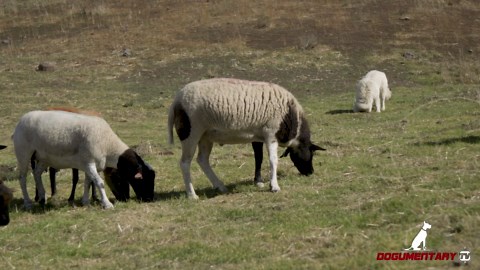 Giant guardian dogs: The Great Pyrenees explained