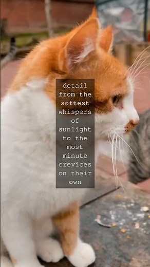 The Miraculous Development of a Kitten A Journey of Sensory DiscoveryAs we welcome a...