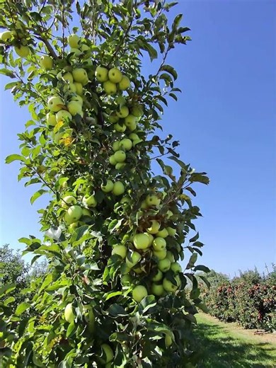 Apple picking in the fall! #applepicking #apple #nature