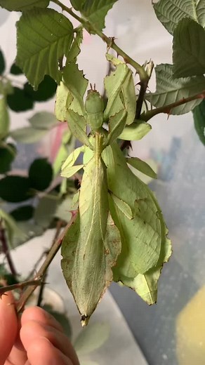 Cryptophyllium oyae Ban Saleuy 🇱🇦🥭 Watch my YouTube channel: https://youtube.com/@phylliidae01?feature=shared Follow me at Instagram: https://www.instagram.com/leaf_insects?igsh=OHJzaG8ycDI1c29o&utm_source=qr Check my Facebook: https://www.facebook.com/Phylliidae | Phylliidae - Leaf insects