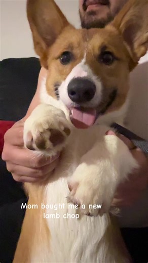 Corgi Gets a New Lamb Chop Toy: Hilarious Reaction