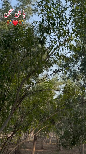 Exploring the Cultural Impact of Pushto Songs