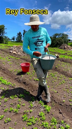 Efficient Techniques for Abonando Cilantro Farming