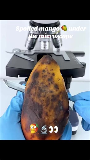 Spoiled mango 🥭🔬#creatorsearchinsights2026 #Microscope #현미경 #science #fup