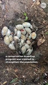 Endangered baby crocodiles hatch by the dozens. | USA TODAY