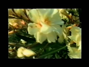 Stephan Van Houten - Colorful Life On The Adriatic - Buntes Leben An Der Adria