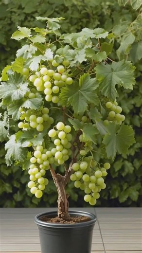 New technique for growing grapes #grapes #farming #shorts