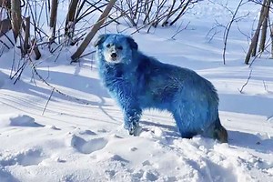 Why Are These Russian Dogs Blue?