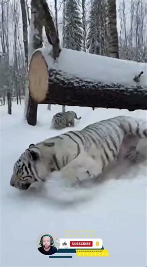 Man Saves Trapped Tiger #animals