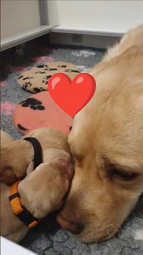 ❤️🤩🥰 Stolze Hundemutter. Toni kuschelt mit ihren Welpen. #labradorwelpen #hundewelpen #hundegeburt