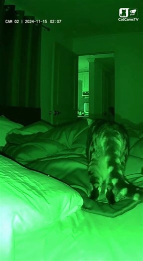 Guard Cat Investigates Strange Noise in Middle of Night - Night Vision CCTV | AI Short 🐾🛡️ #Shorts