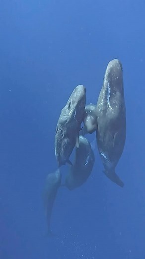 61K reactions · 5.8K shares | Have you ever wondered what the sperm...