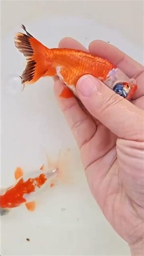 A 11-month-old goldfish baby! We can reproduce this year
